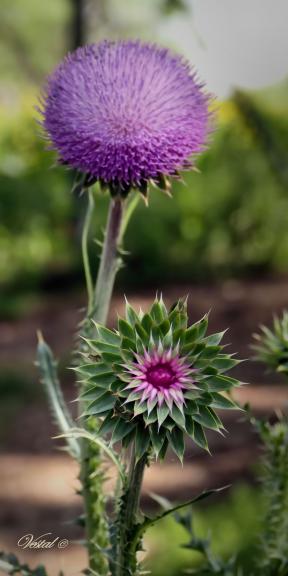 texas-thistle-special-customer-request